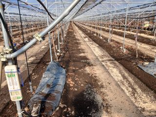 백년농원님의 기타작물 · 영농일지 작성글 사진