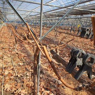 남은현님의 포도 · 영농일지 작성글 사진