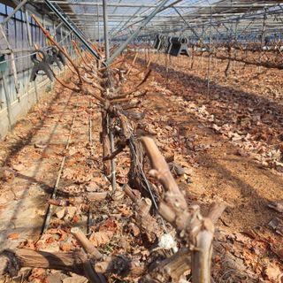 남은현님의 포도 · 영농일지 작성글 사진