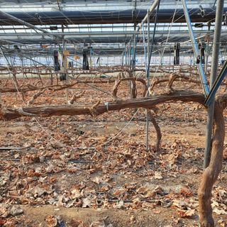 남은현님의 포도 · 영농일지 작성글 사진