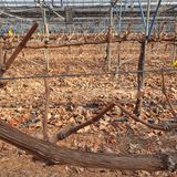 팜모닝 포도·영농일지 게시글 이미지