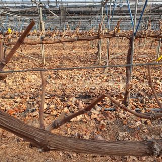 남은현님의 포도 · 영농일지 작성글 사진