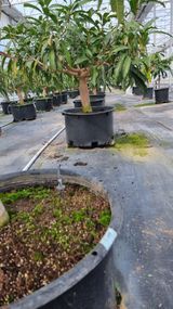 팜모닝 기타작물·영농일지 게시글 이미지