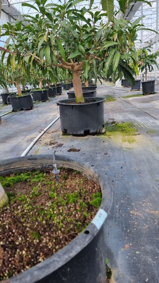 haluko님의 기타작물 · 영농일지 작성글 사진