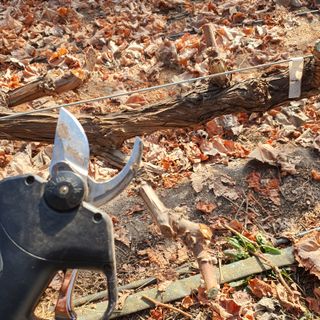 남은현님의 포도 · 영농일지 작성글 사진