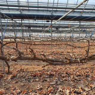 남은현님의 포도 · 영농일지 작성글 사진