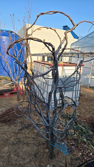 정심모님의 기타작물 · 영농일지 작성글 사진