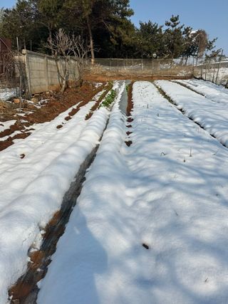 체리123님의 기타작물 · 영농일지 작성글 사진