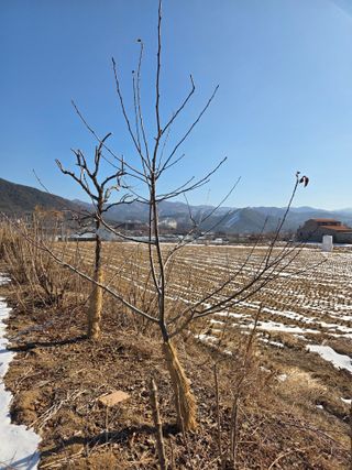 정민지호맘님의 기타작물 · 영농일지 작성글 사진