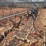 팜모닝 포도·영농일지 게시글 이미지