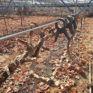 남은현님의 포도 · 영농일지 작성글 사진