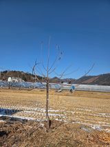 팜모닝 기타작물·영농일지 게시글 이미지