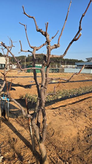 정심모님의 기타작물 · 영농일지 작성글 사진