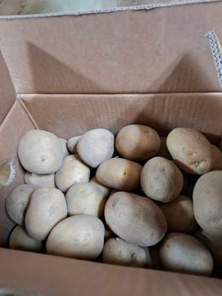 이세순님의 기타작물 · 영농일지 작성글 사진