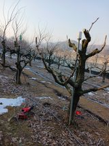 팜모닝 기타작물·영농일지 게시글 이미지