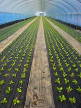 팜모닝 상추·영농일지 게시글 이미지