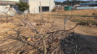 정심모님의 기타작물 · 영농일지 작성글 사진