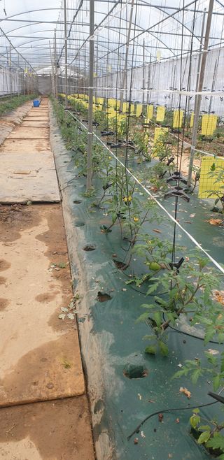 토마토아부지왕궁면님의 기타작물 · 영농일지 작성글 사진