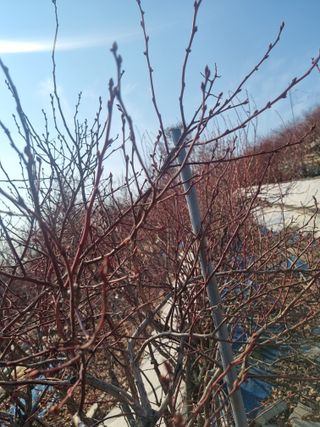 김현숙 블루베리 작두콩님의 기타작물 · 영농일지 작성글 사진