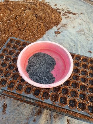 이명숙님의 기타작물 · 영농일지 작성글 사진