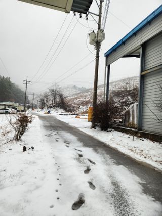 진짜뒤비진놈님의 감 · 영농일지 작성글 사진
