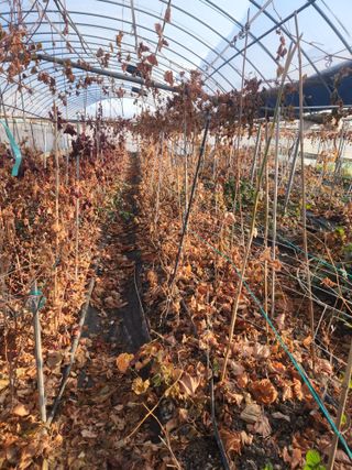 오대원님의 포도 · 영농일지 작성글 사진