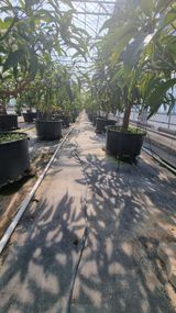 팜모닝 기타작물·영농일지 게시글 이미지