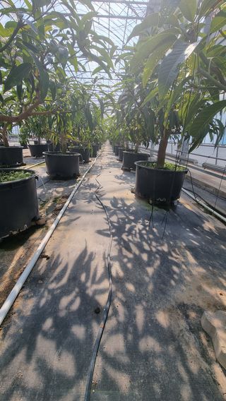 haluko님의 기타작물 · 영농일지 작성글 사진