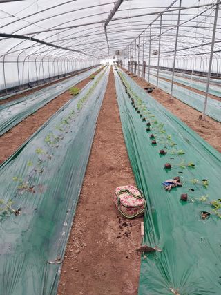 대박0825님의 기타작물 · 영농일지 작성글 사진