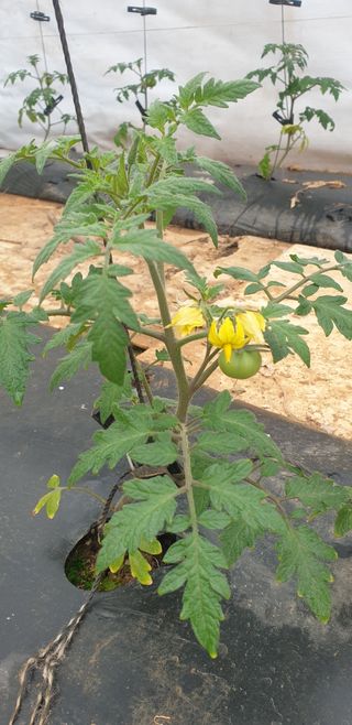 토마토아부지왕궁면님의 기타작물 · 영농일지 작성글 사진