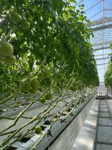 팜모닝 토마토·영농일지 게시글 이미지