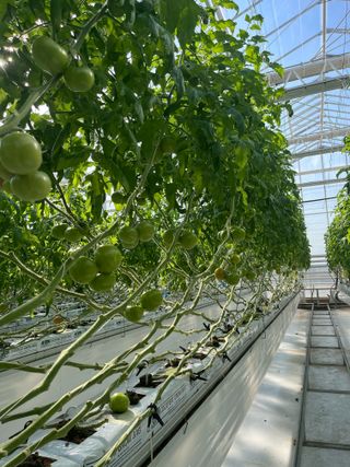 니나님의 토마토 · 영농일지 작성글 사진