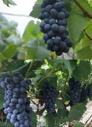 오대원님의 포도 · 영농일지 작성글 사진