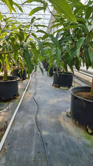 haluko님의 기타작물 · 영농일지 작성글 사진