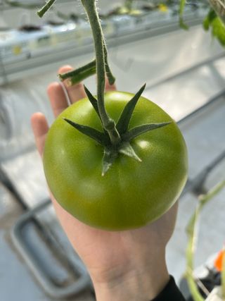 니나님의 토마토 · 영농일지 작성글 사진