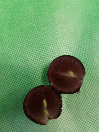 오대원님의 포도 · 영농일지 작성글 사진