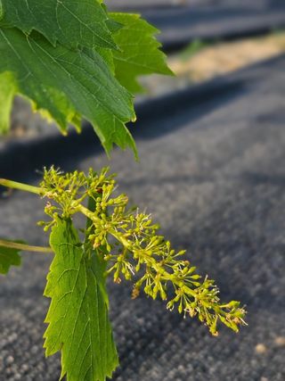 오대원님의 포도 · 영농일지 작성글 사진