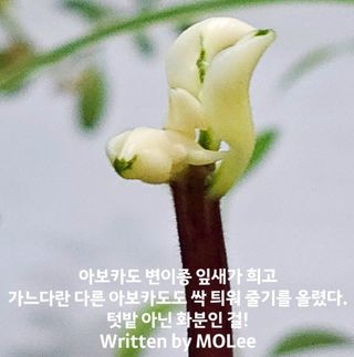 이미옥님의 기타작물 · 영농일지 작성글 사진