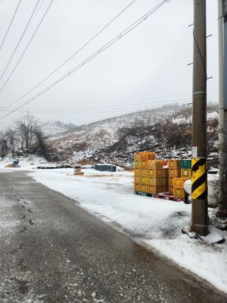 진짜뒤비진놈님의 감 · 영농일지 작성글 사진