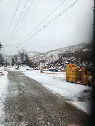 진짜뒤비진놈님의 감 · 영농일지 작성글 사진