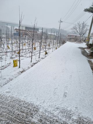 이명숙님의 기타작물 · 영농일지 작성글 사진