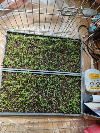 김정기 님의 고추 · 영농일지 작성글 사진