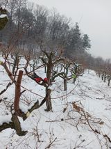 팜모닝 기타작물·영농일지 게시글 이미지