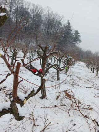 정순유님의 기타작물 · 영농일지 작성글 사진