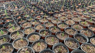 원스피릿팜님의 기타작물 · 영농일지 작성글 사진