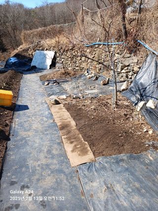 이세순님의 기타작물 · 영농일지 작성글 사진