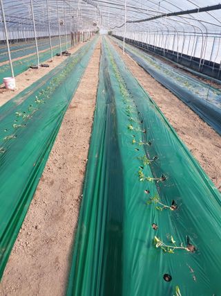 대박0825님의 기타작물 · 영농일지 작성글 사진