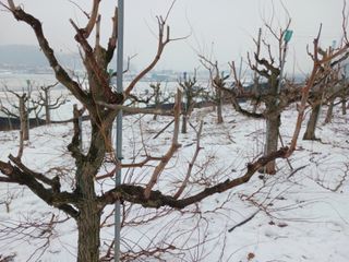정순유님의 기타작물 · 영농일지 작성글 사진