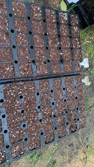 원스피릿팜님의 기타작물 · 영농일지 작성글 사진