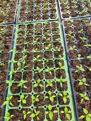  청계유정란 박진균님의 고추 · 영농일지 작성글 사진